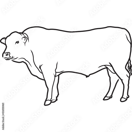 Hand Sketched, Hand Drawn Senapol Cow Vector photo