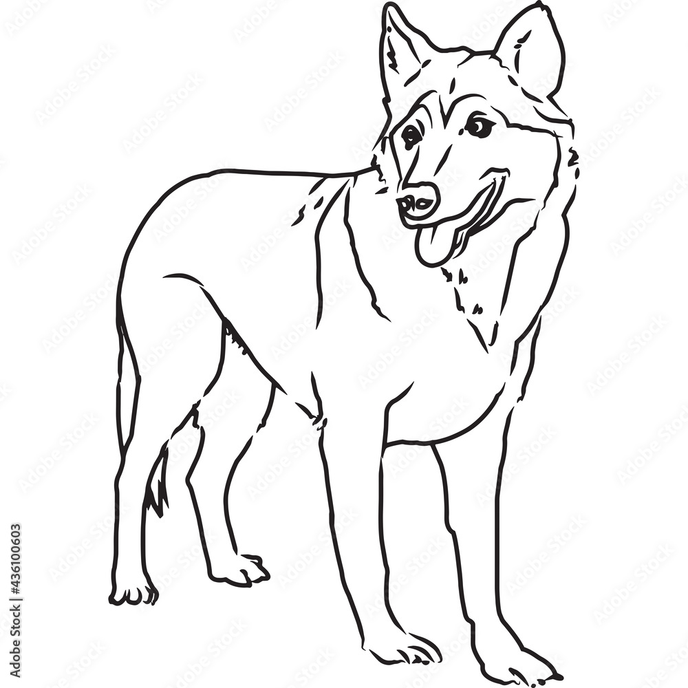 Hand Sketched, Hand Drawn Wolf Vector