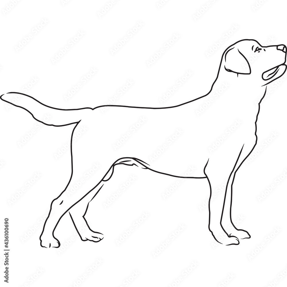 Labrador Dog, Hand Sketched Vector Drawing