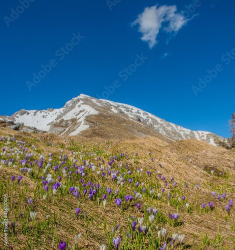 crocus flowers in the mountains