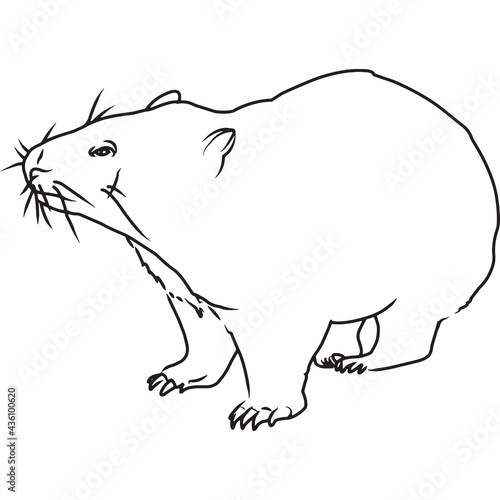 Hand Sketched, Hand Drawn Wombat Vector