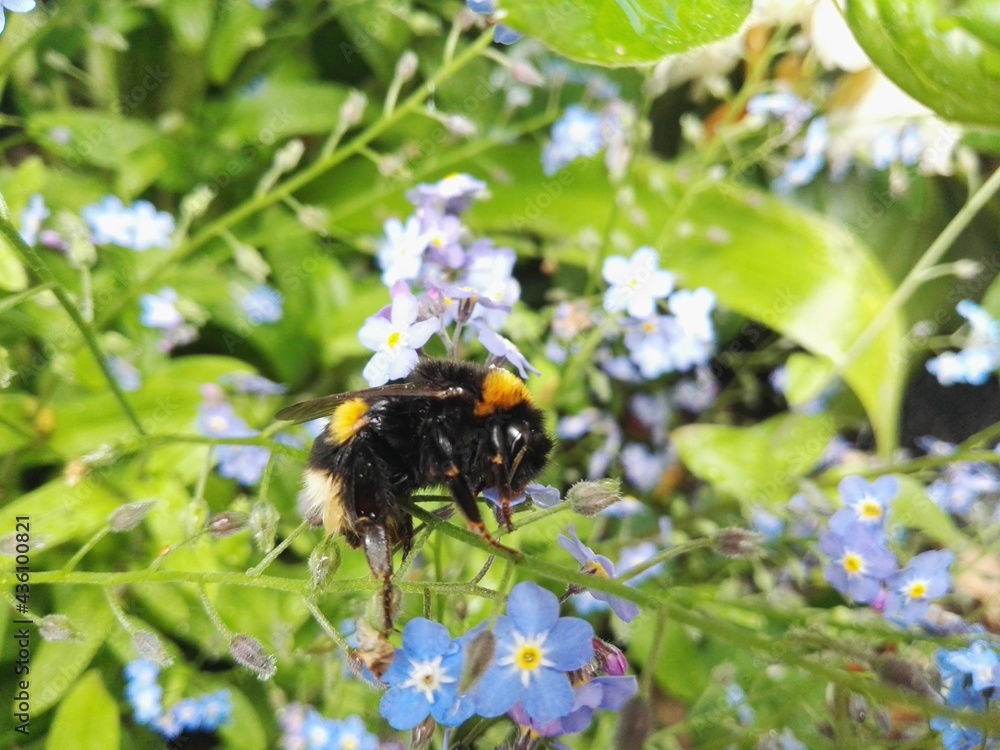 busy bee closeup busy bee closeup
