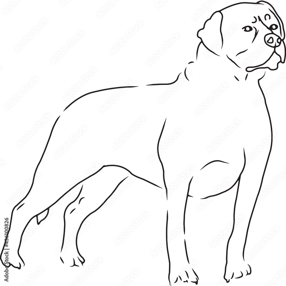 Obraz premium Rottweiler Dog, Hand Sketched Vector Drawing