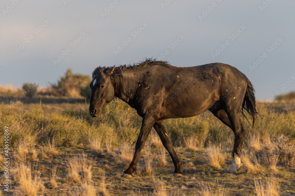 Fototapeta premium Wild Horse Stallion in the Utah Desert