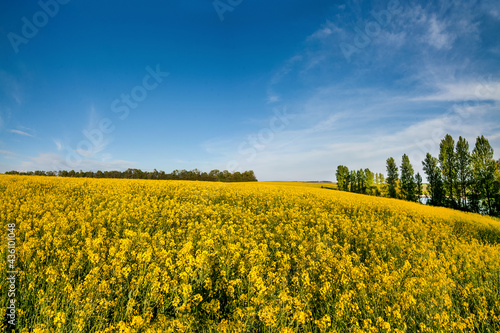 yellow flowering rapeseed fields, near ponds and trees