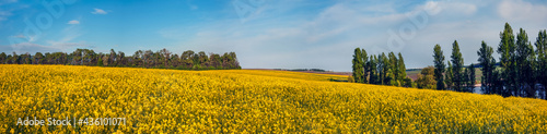 great panoramic view yellow rapeseed field and sky