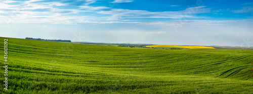 panoramic view of green hills of field with winter wheat