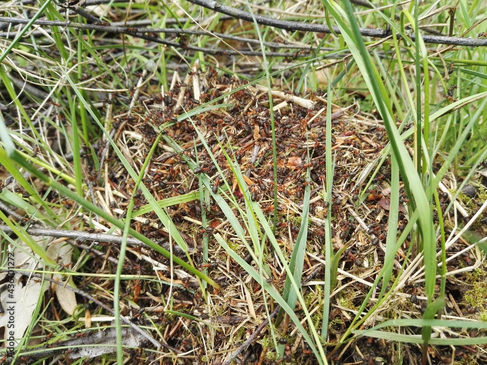 ants' hive ants' hive