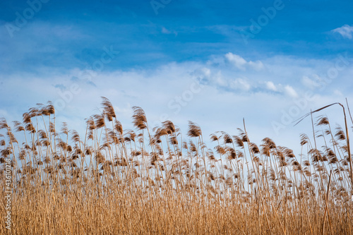 Common reed, Dry reeds, blue sky, (Phragmites australis)