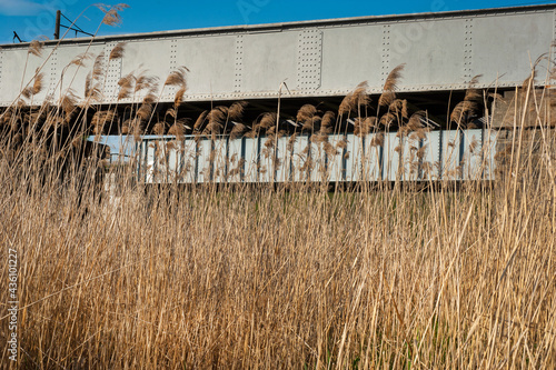 Bridge railway over a reed-covered river