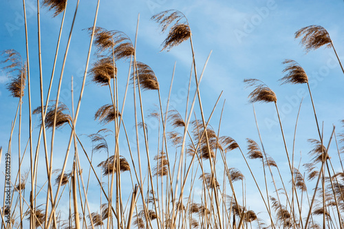 Common reed, Dry reeds, blue sky, (Phragmites australis)