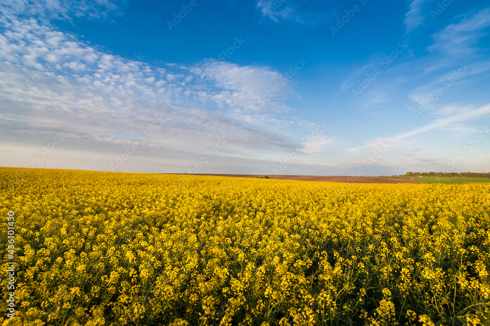 beautiful sky with clouds and yellow rapeseed field and
