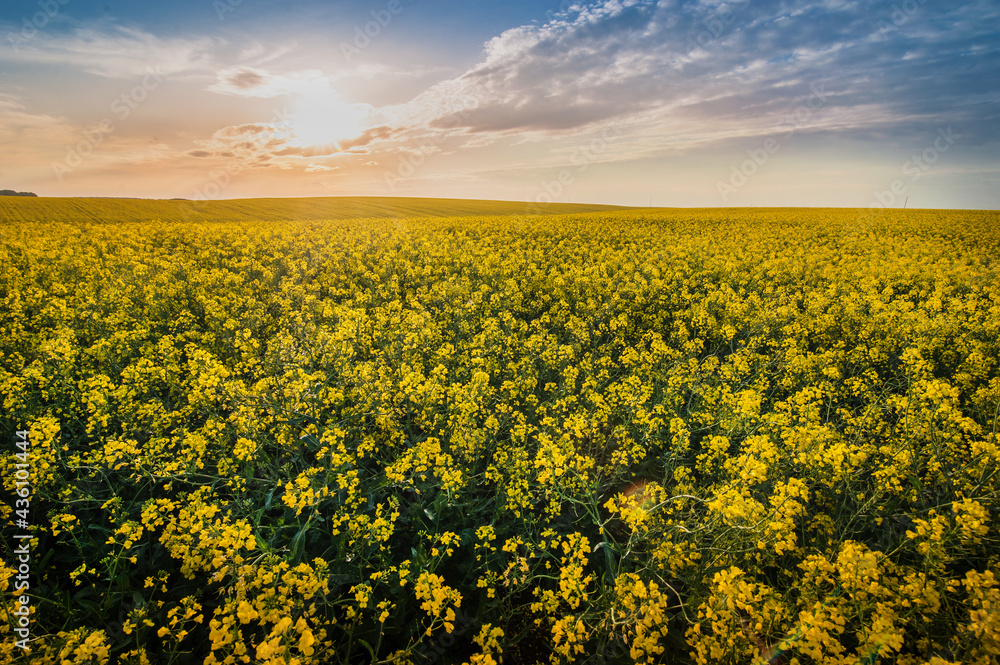 Canola field during spring bloom season with setting sun in the evening and dramatic clouds.