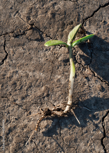sunflower seedlings on the ground with roots in the field, checking the agron...