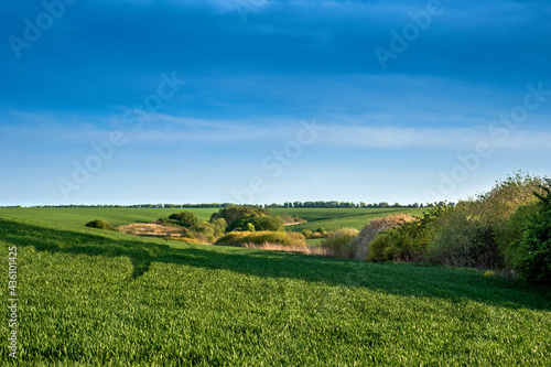 green hills of a field with winter wheat and spring bushes and trees