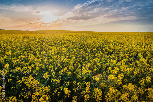 Canola field during spring bloom season with setting sun in the evening and d...