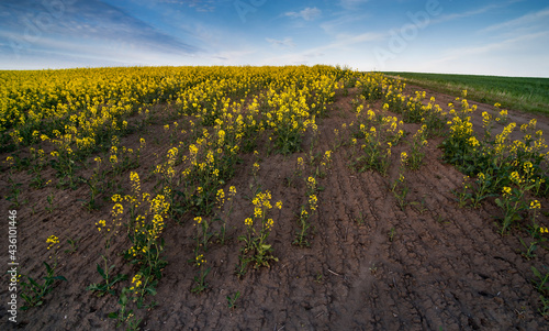 gaps from a rapeseed field with yellow flowers and green plants