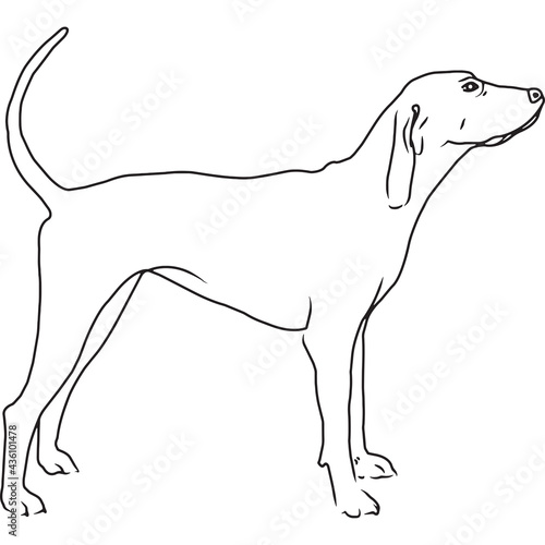 Coonhound Dog, Hand Sketched Vector Drawing
