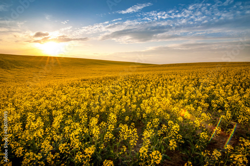 Fields of Oilseed Rape in Bloom at evening