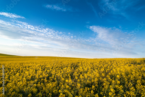 yellow rapeseed field and sky with clouds