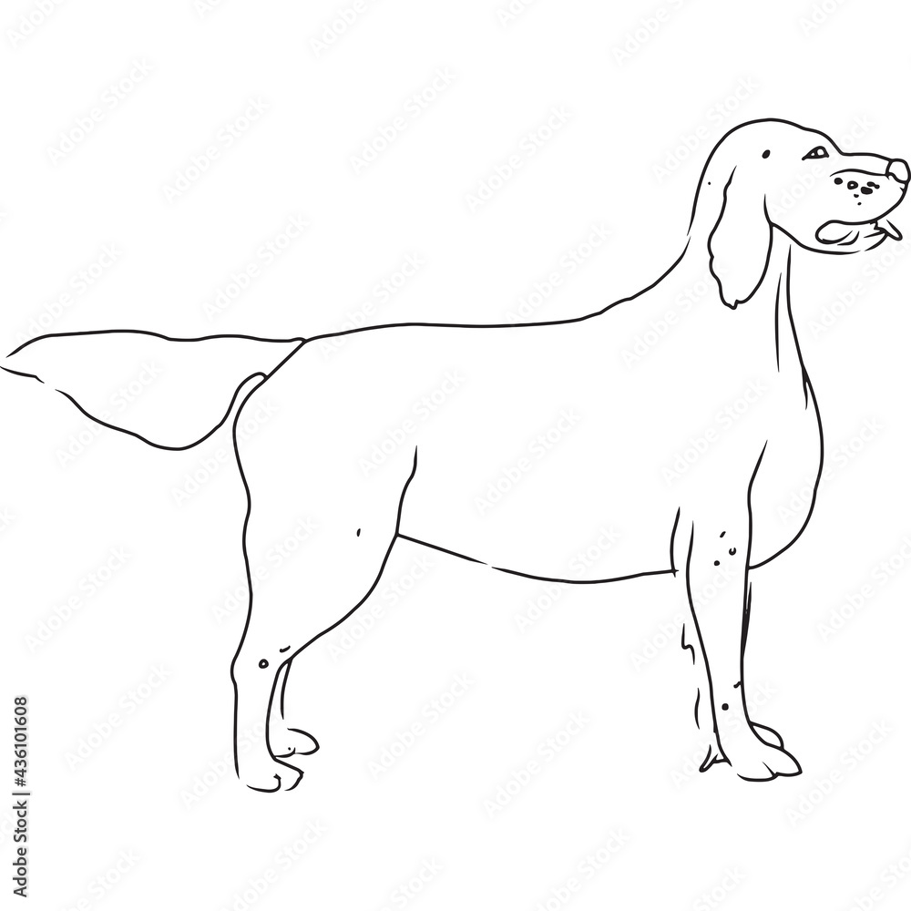 English Setter Dog, Hand Sketched Vector Drawing