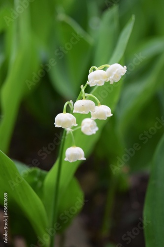 Spring Theme Blooming Flowers Lily of the Valley