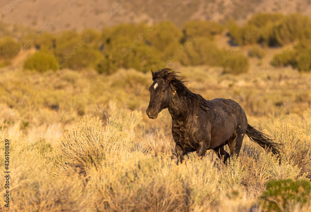 Fototapeta premium Wild Horse Stallion in the Utah Desert