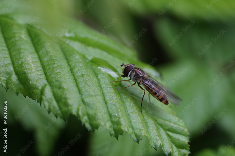 Little hoverfly resting on the leaves of a bush Little hoverfly resting on the leaves of a bush
