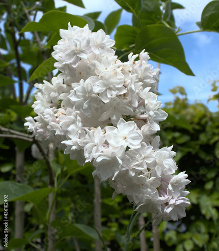 white flowers in the garden