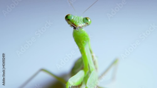 Portrait of a female praying mantis while hunting against a white background, soft close-up shot of a Vietnamese praying mantis dangling from a stem of green grass, preparing to attack its prey.