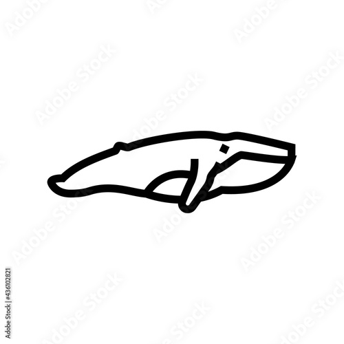 whale ocean line icon vector. whale ocean sign. isolated contour symbol black illustration