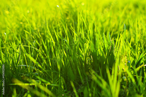 bright juicy green grass, background