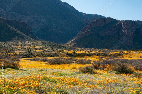 A heavy carpet of yellow Mexican poppies in a good year in the Franklin Mountains of El Paso, Texas.  photo