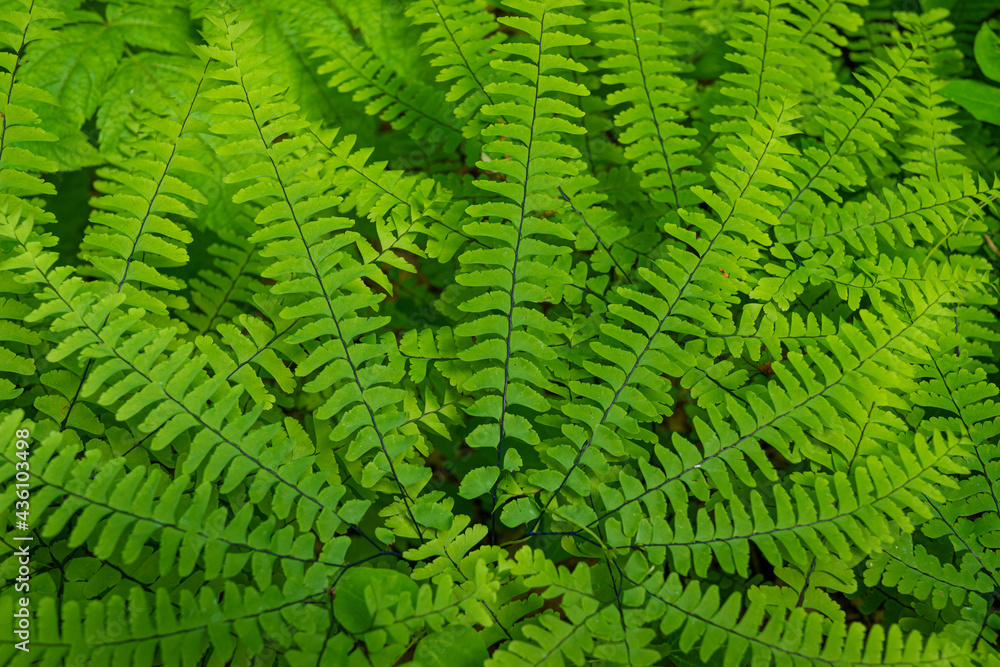 long green fern leaves filling the screen long green fern leaves filling the screen