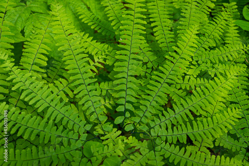 long green fern leaves filling the screen