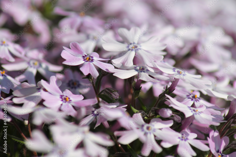 Obraz premium wiosenne tło