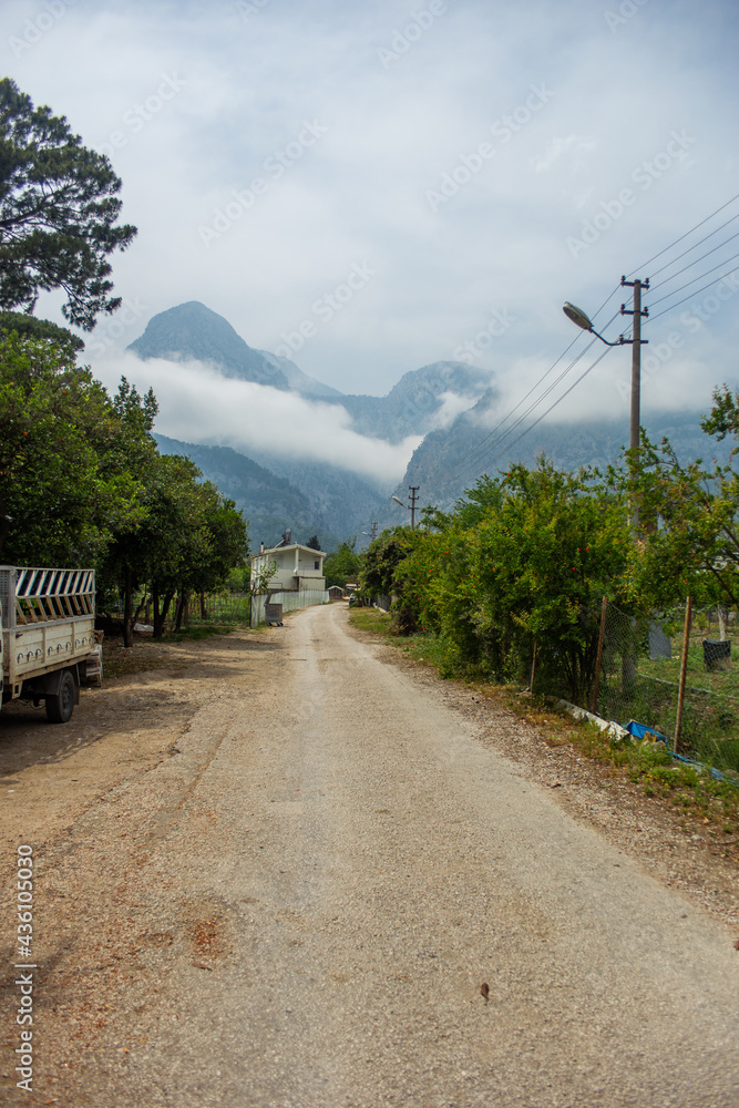High mountains and green pine forest in the afternoon in summer High mountains and green pine forest in the afternoon in summer