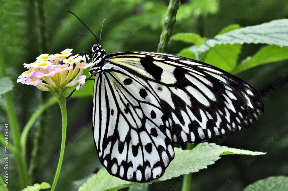 Fototapeta premium Closeup of colorful Rice Paper Butterfly (Idea leuconoe) feeding on nectar from pink and yellow Lantana flower. Wings are translucent white with prominent black markings.