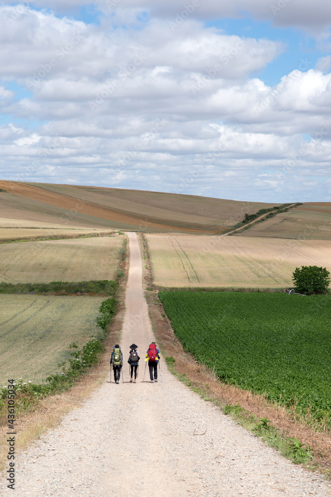 Three pilgrims walking on the Santiago Way, in Spain. Wearing mountain clothes, backpacks, with the typical Santiago shells and canes. Beautiful landscape around. La Rioja.