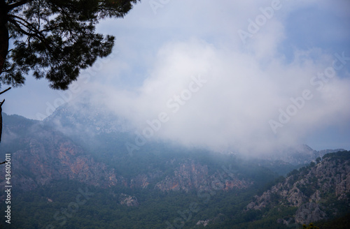 High mountains and green pine forest in the afternoon in summer
