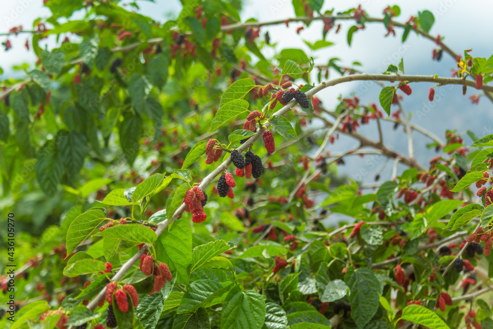 Ripe appetizing mulberry on a tree close-up