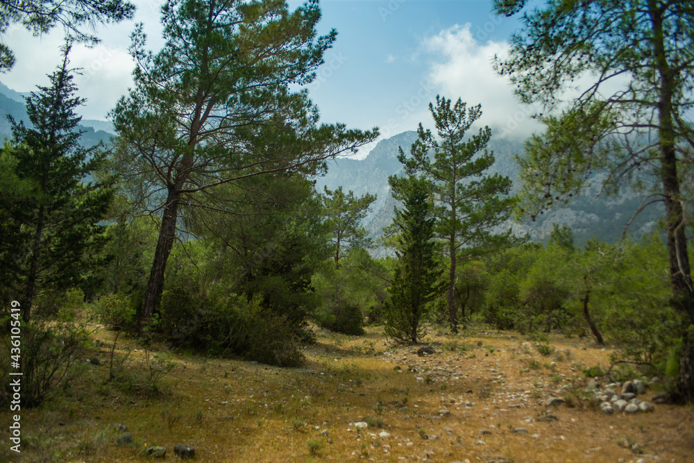 High mountains and green pine forest in the afternoon in summer High mountains and green pine forest in the afternoon in summer