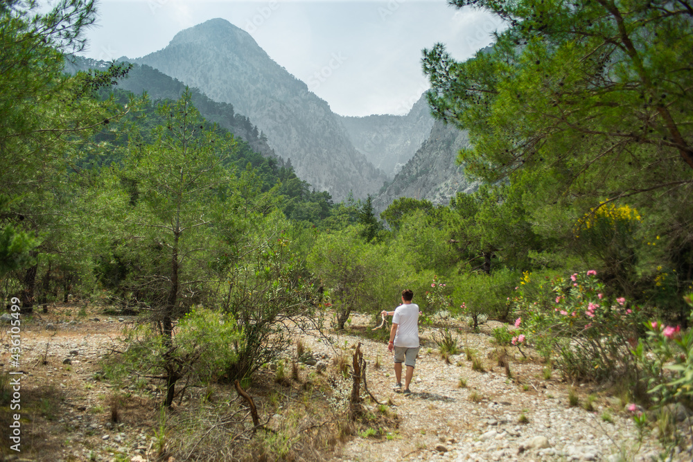High mountains and green pine forest in the afternoon in summer High mountains and green pine forest in the afternoon in summer