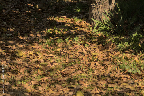 escena de otoño, hojas secas y pasto seco, colores calidos