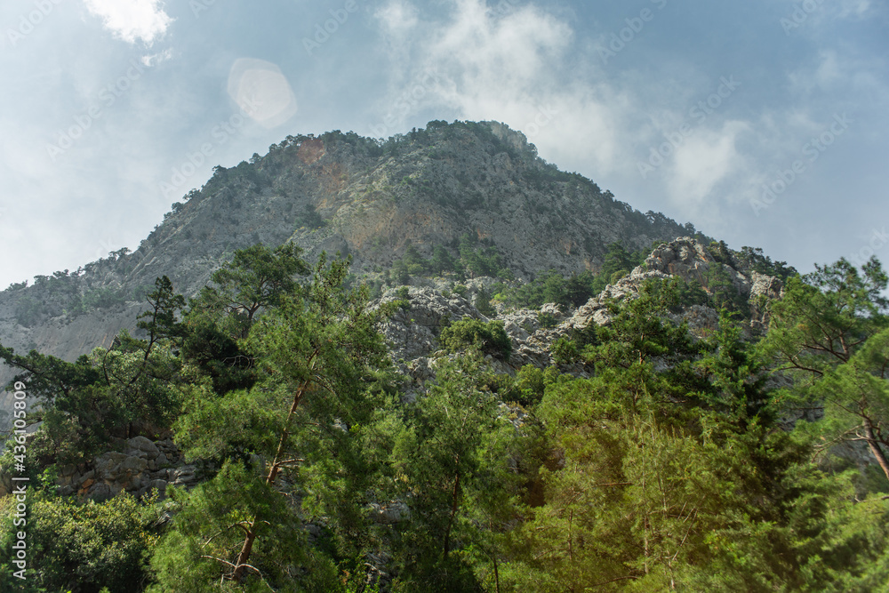 High mountains and green pine forest in the afternoon in summer