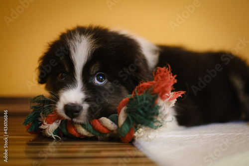 Young Australian shepherd tricolor puppy © Vesna