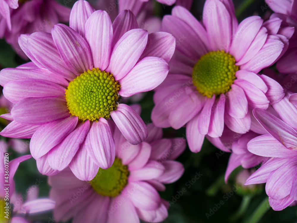 purple Daisy, Daisy Or Parisian Daisy Argyranthemum purple Daisy, Daisy Or Parisian Daisy Argyranthemum