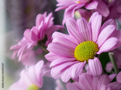 purple Daisy, Daisy Or Parisian Daisy Argyranthemum