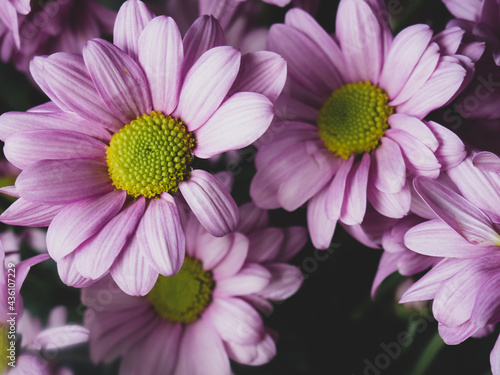 purple Daisy  Daisy Or Parisian Daisy Argyranthemum