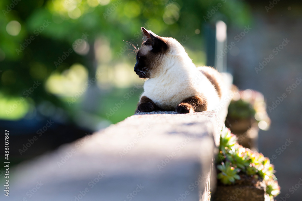 A Siamese cat lies in the garden
